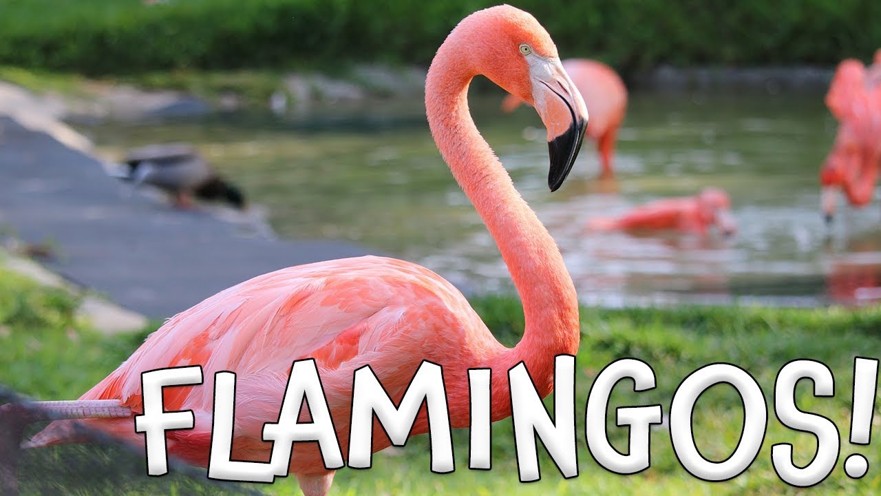 Funny Flamingo Puns and Jokes: Pink Comedy