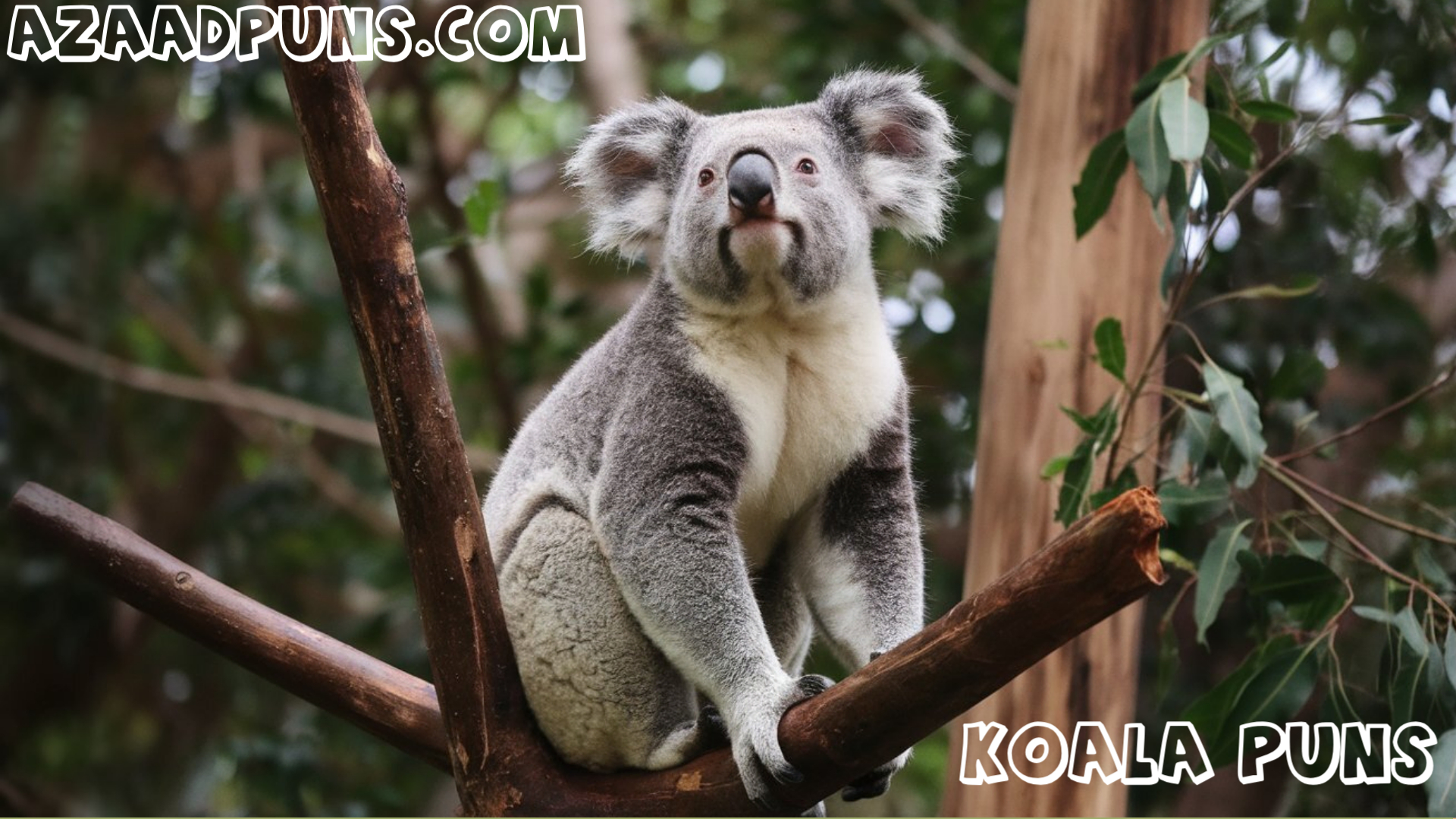 Funny Koala Puns And Jokes That Will Make Your Day