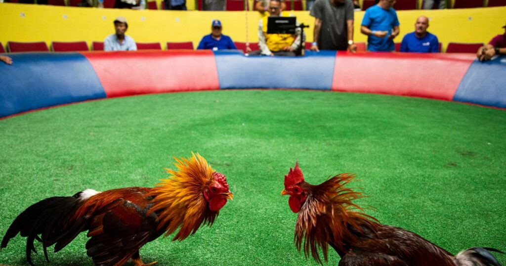 Cockfighting: Controversy & Cultural Legacy