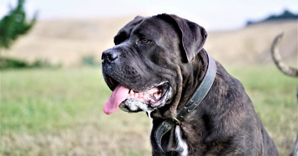 3 Little-Known Facts About the Cane Corso Husky Mix