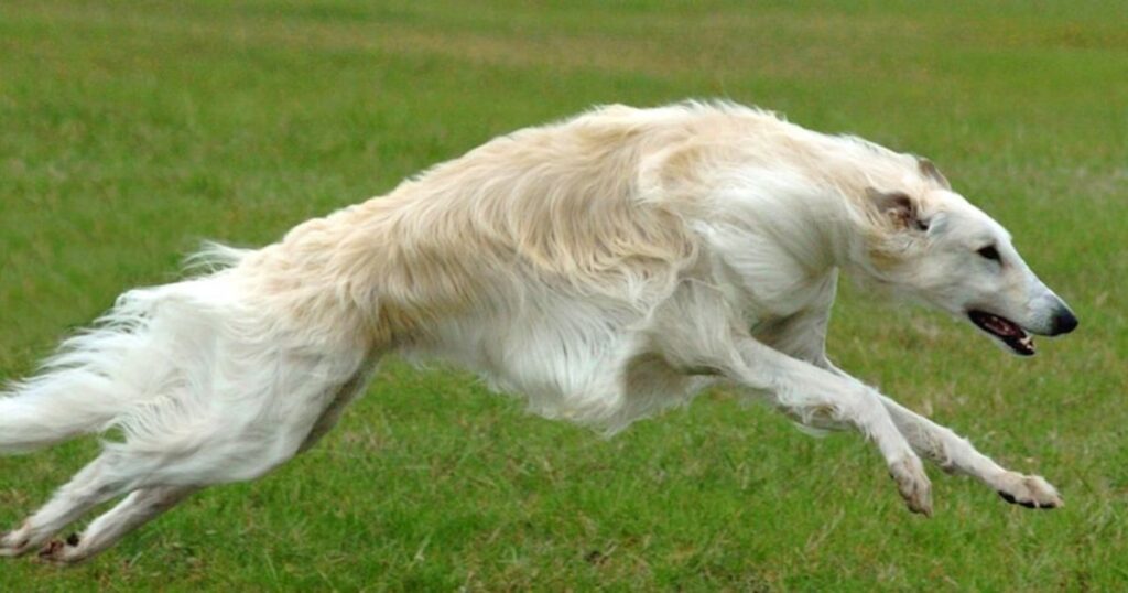 Borzoi