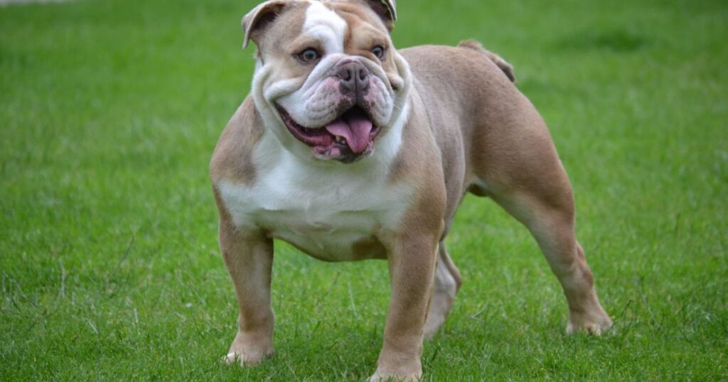 Bulldog