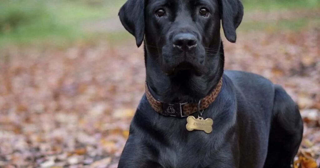 Cane Corso Husky Mix Characteristics