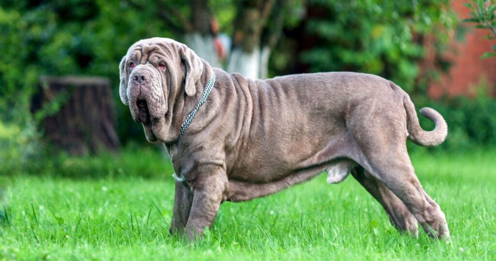 Mastiff