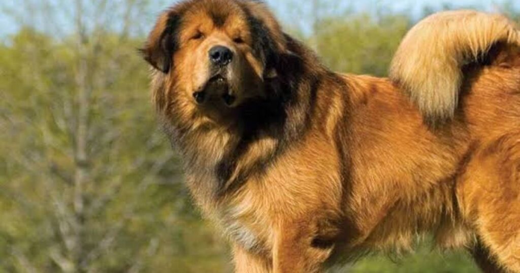Saving Money on Tibetan Mastiff Care