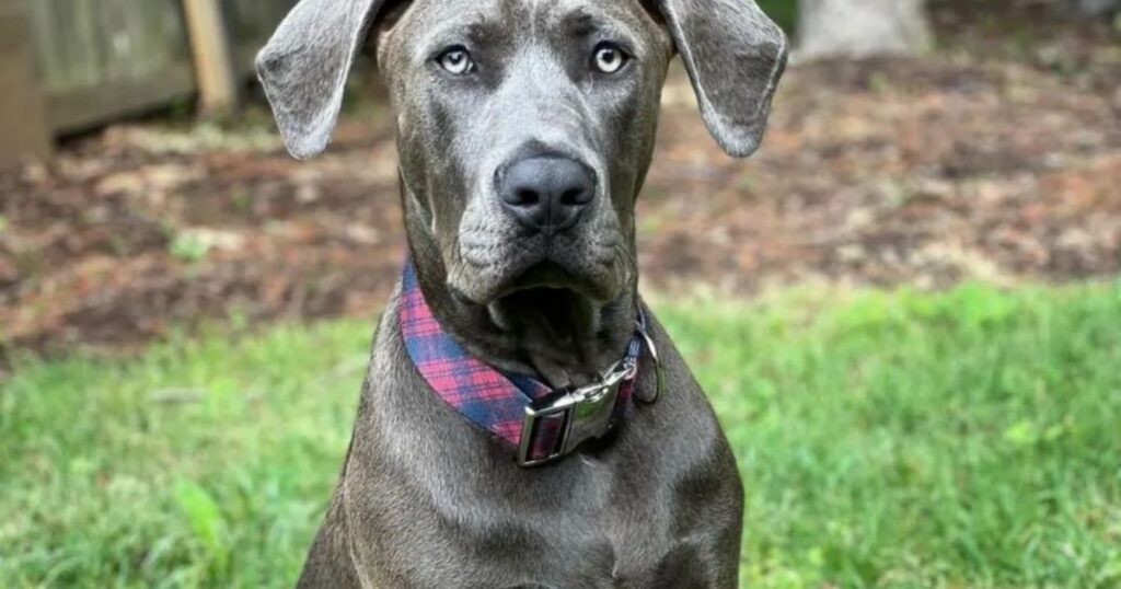 Temperament & Intelligence of the Cane Corso Husky Mix