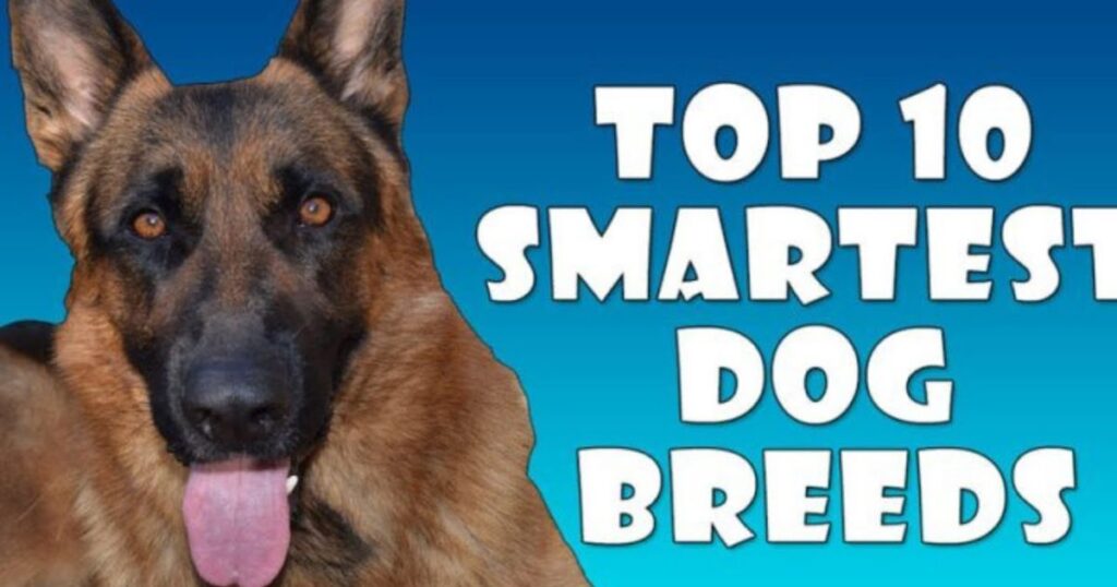 The 10 Smartest Dog Breeds