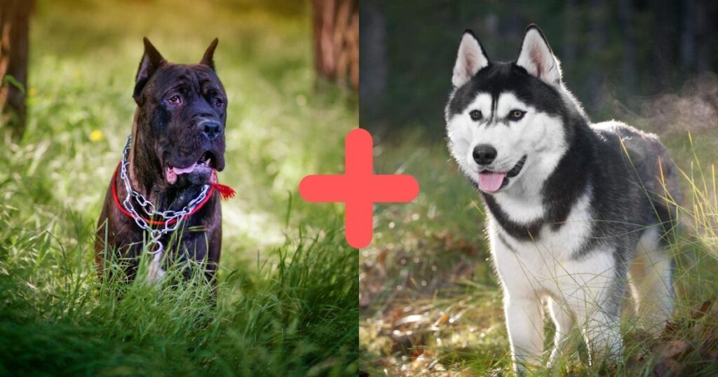 Things to Know When Owning a Cane Corso Husky Mix