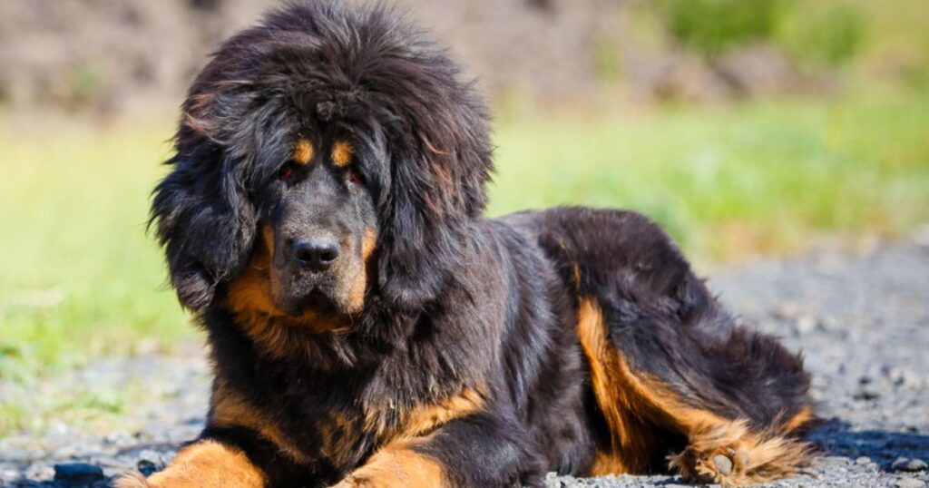 Total Monthly Cost of Owning a Tibetan Mastiff