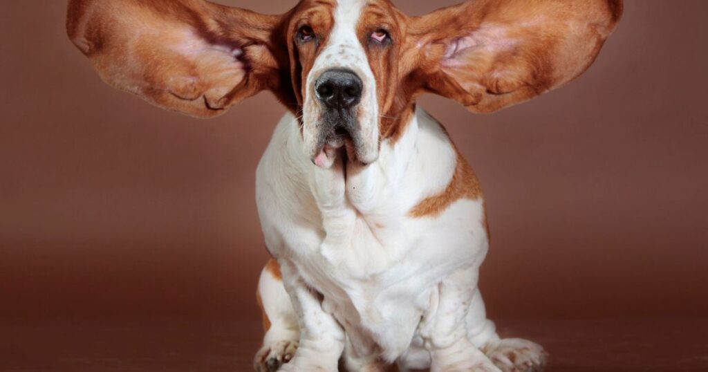 Why are Hound Dogs Often Considered to Be Dumb?